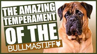 Amazing TEMPERAMENT Of The BULLMASTIFF [upl. by Bleier]