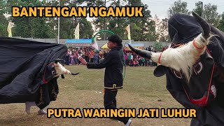 Bantengan Ngamuk Putra Waringin Jati Luhur Live Pangklungan Wonosalam Jombang [upl. by Cardwell]