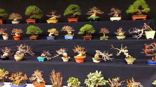 Bonsai trong triển lãm lớn nhất Châu Âu tại Bỉ năm 2020 [upl. by Lledraw]