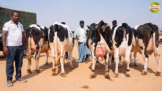 இத்தாவரம் 8 தரமான மாடுகள்சிந்தாமணி மாட்டு சந்தை vivasayaarvalargal cows dairyfarm agriculture [upl. by Gemperle596]