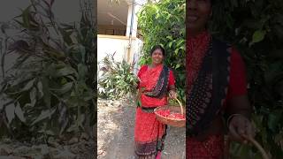 ராணிம்மாக்கு ஒரே ஆச்சரியம் 🤗😉🥳Gardening vlogHome garden herbal naturehealthylifestyleshorts [upl. by Helsell]