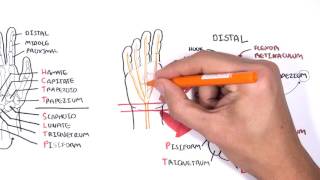 Clinical Anatomy  Hand Wrist palmar aspectflexors [upl. by Enorel]