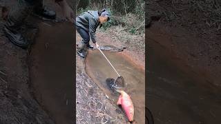 Masheer fishing canal fishing fall bass fishing october fishing [upl. by Gainor]