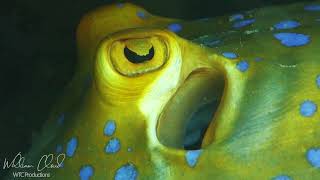 Close up footage of the Blue Spotted Ribbontail Ray Filmed on Koh Tao Thailand [upl. by Bolme]