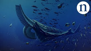 Gentle giants of the Cambrian [upl. by Subir]