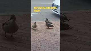 TATLONG BEBE AKONG NAKITA  tatlongbibe  wildducks wild duck dunedin  newzealand [upl. by Nitniuq]