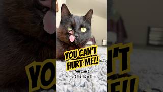 You can’t hurt me now  shorts youtubeshorts blackcat [upl. by Alysa725]