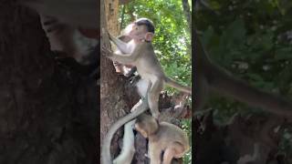 Beautiful little monkeys on tree monkeylove monkey naturemonkey shortvideo [upl. by Swehttam]