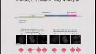 EpsteinBarr Virus Sustains its Associated Cancers [upl. by Kendal670]