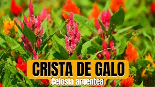 Como plantar Crista de Galo  Celósia argentea  Celosia cristata [upl. by Anstice]