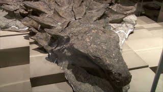 Wellpreserved dinosaur unearthed in Canada gets name backstory [upl. by Ihcur797]