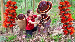 Harvesting Lim Mushroom Precious Mushroom Goes to the market sell  Great uses of lim mushroom [upl. by Grosberg]