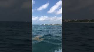 Snorkeling in Cancún México🇲🇽 Pt3 [upl. by Loriner]