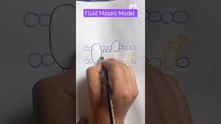 fluid mosaic model diagram shorts viral drawing draw [upl. by Onateyac398]