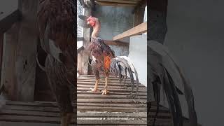 Ayam brakot makan seputarayam shorts viral [upl. by Olmsted]