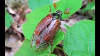 The Common Cockchafer Is A Clumsy Flier And Makes A Buzzing Sound [upl. by Clarkson]