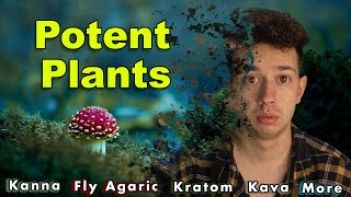 How Good Are Legal Highs Kratom Kava Kanna [upl. by Ajed]