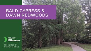 Bald Cypress and Dawn Redwood  Tree Tour Series [upl. by Bergwall712]