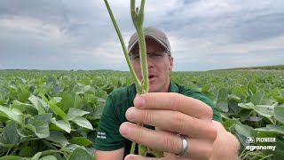 Late July Soybean Scouting [upl. by Arakaj]