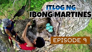 Ep 9 BINALIKAN ANG MGA INAALAGAANG ITLOG NG MARTINES 🐦 [upl. by Connelly]