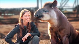 Ho incontrato un tapiro per salvare il mondo [upl. by Jarrid]