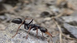 Jack Jumper Ant Nice Close Up Footage [upl. by Helene963]