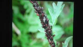 Lorto familiare biologico  Luca Conte  Quinta lezione  Peronospora limacce cimici afidi [upl. by Elma]