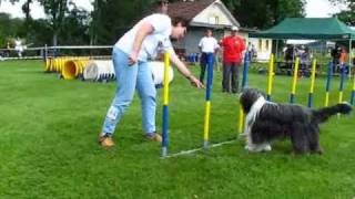 Concours agility dog [upl. by Ehrlich]