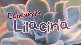 Cougar Garden Soil  Girls next door Ep2 Echeveria Lilacina [upl. by Leta]