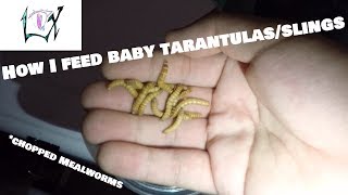 How I Feed Baby Tarantulas Slings [upl. by Logan]