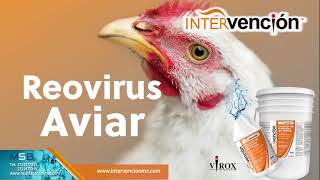 Ya no más Reovirus Aviar con Intervención [upl. by Larkins]