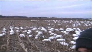 Pa Snow Goose Hunt [upl. by Attiuqahs]