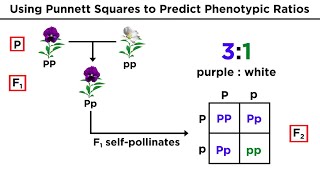 Mendelian Genetics and Punnett Squares [upl. by Anawyt216]