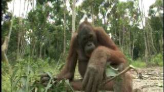 Orangutan Island  Filming Orangutans [upl. by Boris]