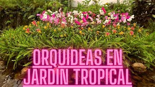 Un pequeño paraíso para los amantes de plantas jardín tropical con orquídeas anturios bromelias 🪷 [upl. by Deborath]