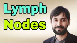 Lymph Nodes  What is Lymph Nodes [upl. by Salli364]