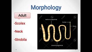 General characters of Cestodes الديدان الشريطية [upl. by Sllew]