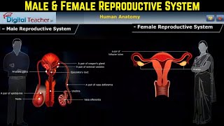 Male and Female Reproduction System Structure amp Function Reproductive System Part 9 [upl. by Noramac]