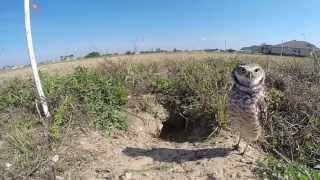 A Few Minutes with the Burrowing Owls [upl. by Farver]