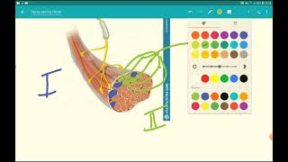 Neurofisiologia  lezione 13 il movimento parte I lunità motoria [upl. by Seel]