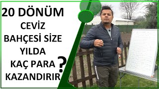 20 DÖNÜM CEVİZ BAHÇESİ SİZE YILDA KAÇ PARA KAZANDIRIR [upl. by Siocnarf]