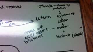 Gastrulation in Frogs Chicks Humans [upl. by Anauqat980]