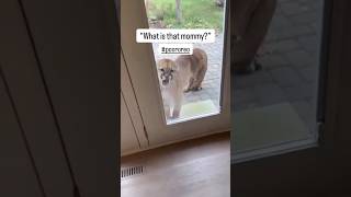 Cougar Close Call  DISTURBING CONTENT ⚠️ wildlifeshorts [upl. by Clemen]