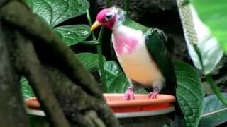 Jambu Fruit Dove  Ptilinopus jambu  Cincinnati Zoo [upl. by Silvers]