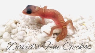 Diplodactylus galeatus hatchling [upl. by Anairuy]