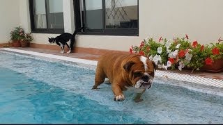 English Bulldog Really wants to swim [upl. by Ahsaret]