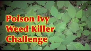 Poison Ivy Tough Weed Killer Challenge 3 Different Sprays [upl. by Mott]