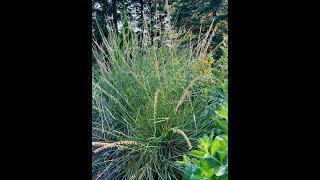 Minnesota Native Plants  SideOats Grama Bouteloua Curtipendula [upl. by Sansone808]