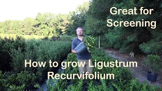 Ligustrum Recurvifolium is the make your neighbor go away plant [upl. by Nagam]