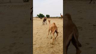 the camel babes running in desert shortvideos [upl. by Iover245]